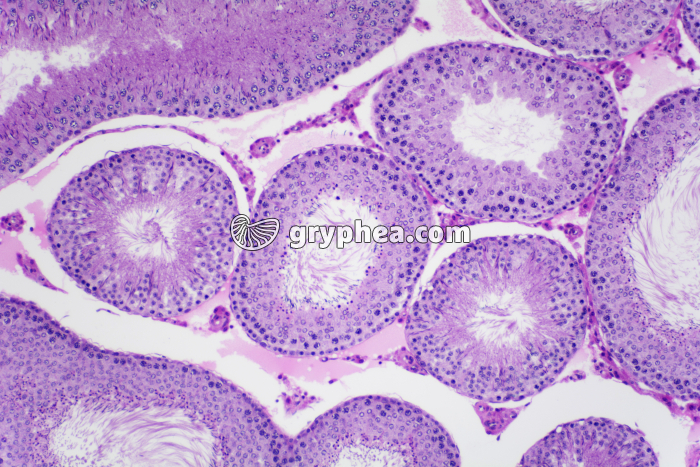 Testicule de Cobaye x40 - gryphea.com